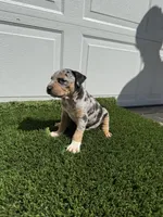 Merle Tri Male , a male American Bully for sale in Boise, ID – 4 of 10