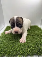 Brindle Bi Colour Male , a female American Pit Bull Terrier for sale in Boise, ID – Photo 8 of 8