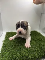 Brindle Bi Colour Male , a female American Pit Bull Terrier for sale in Boise, ID – Photo 5 of 8