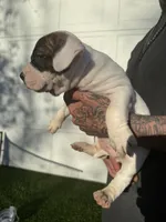 Brindle Bi Colour Female , a female American Bully for sale in Boise, ID – Photo 8 of 8