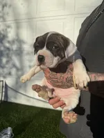 Brindle Bi Colour Female , a female American Bully for sale in Boise, ID – Photo 3 of 8
