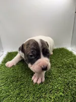 Brindle Bi Colour Male , a female American Pit Bull Terrier for sale in Boise, ID – Photo 4 of 8