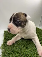 Brindle Bi Colour Male , a female American Pit Bull Terrier for sale in Boise, ID – Photo 2 of 8