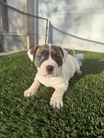 Brindle Bi Colour Female , a female American Bully for sale in Boise, ID – Photo 2 of 8