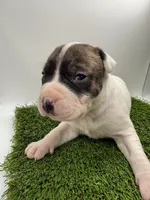 Brindle Bi Colour Male , a female American Pit Bull Terrier for sale in Boise, ID – Photo 1 of 8