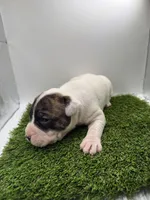 Brindle Bi Colour Male , a female American Pit Bull Terrier for sale in Boise, ID – Photo 7 of 8