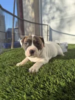Brindle Bi Colour Female , a female American Bully for sale in Boise, ID – Photo 4 of 8