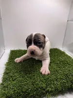 Brindle Bi Colour Male , a female American Pit Bull Terrier for sale in Boise, ID – Photo 6 of 8