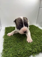 Brindle Bi Colour Male , a female American Pit Bull Terrier for sale in Boise, ID – Photo 3 of 8