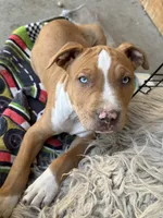 Red Male , a male American Bully for sale in Boise, ID – 3 of 9