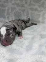 Bully Boy, a male American Bully for sale in Boise, ID – 6 of 6