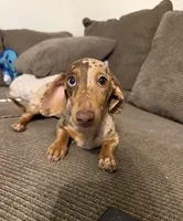 Churro, a female Miniature Dachshund for sale in Boise, ID – Photo 2 of 2