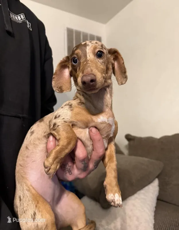 Churro – Miniature Dachshund puppy for sale in Boise, ID