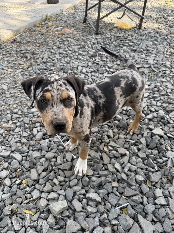 Merle Tri Male  – American Bully puppy for sale in Boise, ID