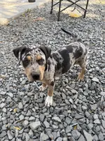 Merle Tri Male , a male American Bully for sale in Boise, ID – 1 of 8