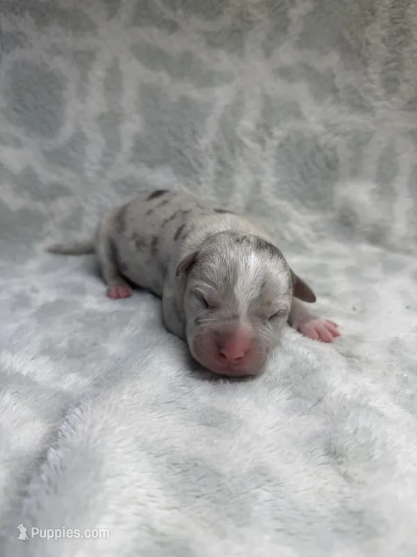 Bully Girl – American Bully puppy for sale in Boise, ID