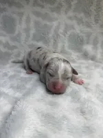 Bully Girl, a female American Bully for sale in Boise, ID – 1 of 7