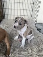 Merle Male, a male American Bully for sale in Boise, ID – 7 of 9
