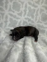 Bully Boy, a male American Bully for sale in Boise, ID – 3 of 5
