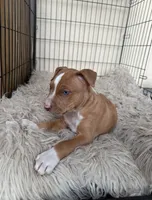 Red Male , a male American Bully for sale in Boise, ID – 5 of 9