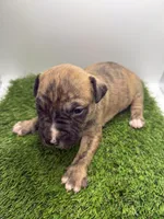 Brindle Male , a female American Pit Bull Terrier for sale in Boise, ID – Photo 2 of 6