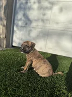 Brindle Female , a female American Bully for sale in Boise, ID – Photo 6 of 6