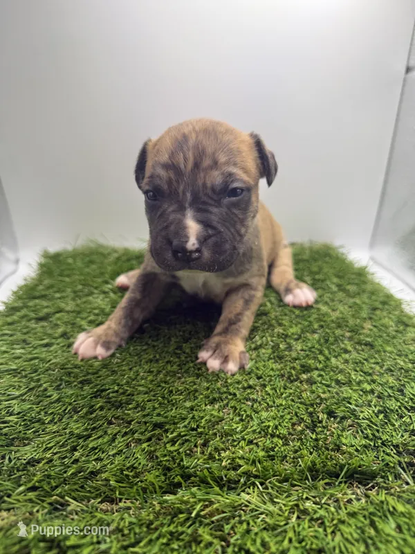 Brindle Male  – American Pit Bull Terrier puppy for sale in Boise, ID