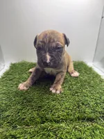 Brindle Male , a female American Pit Bull Terrier for sale in Boise, ID – Photo 1 of 6