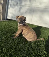 Brindle Female , a female American Bully for sale in Boise, ID – Photo 2 of 6