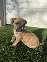 Brindle Female , a female American Bully for sale in Boise, ID – Photo 4 of 6