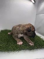 Brindle Male , a female American Pit Bull Terrier for sale in Boise, ID – Photo 3 of 6