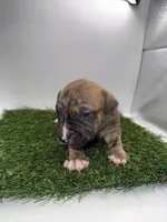 Brindle Male , a female American Pit Bull Terrier for sale in Boise, ID – Photo 4 of 6