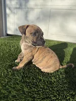 Brindle Female , a female American Bully for sale in Boise, ID – Photo 5 of 6