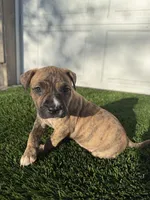 Brindle Female , a female American Bully for sale in Boise, ID – Photo 3 of 6