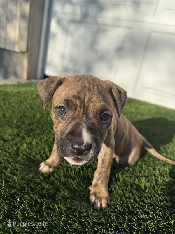 Brindle Female , a female American Bully for sale in Boise, ID – Photo 1 of 6