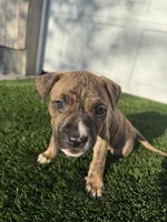 Brindle Female , a female American Bully for sale in Boise, ID – Photo 1 of 6
