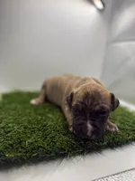 Brindle Male , a female American Pit Bull Terrier for sale in Boise, ID – Photo 5 of 6