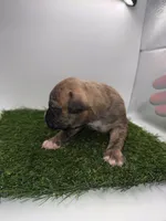 Brindle Male , a female American Pit Bull Terrier for sale in Boise, ID – Photo 6 of 6