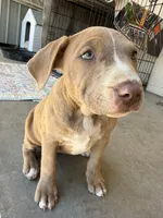 Female Fawn, a female American Bully for sale in Boise, ID – 7 of 10