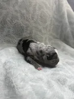Bully Boy, a male American Bully for sale in Boise, ID – 2 of 6