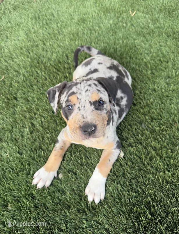 Merle Tri Male  – American Bully puppy for sale in Boise, ID