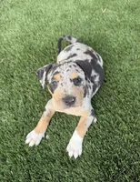 Merle Tri Male , a male American Bully for sale in Boise, ID – 1 of 10