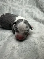 Bully Girl, a female American Bully for sale in Boise, ID – 1 of 6