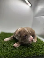 Female Bi Color , a female American Pit Bull Terrier for sale in Boise, ID – Photo 7 of 7