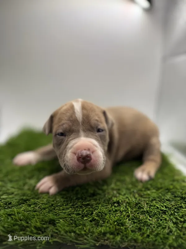 Female Bi Color  – American Pit Bull Terrier puppy for sale in Boise, ID