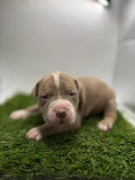 Female Bi Color , a female American Pit Bull Terrier for sale in Boise, ID – Photo 1 of 7