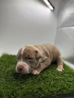 Female Bi Color , a female American Pit Bull Terrier for sale in Boise, ID – Photo 3 of 7