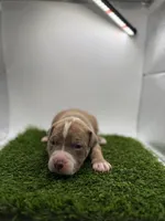 Female Bi Color , a female American Pit Bull Terrier for sale in Boise, ID – Photo 2 of 7