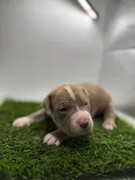 Female Bi Color , a female American Pit Bull Terrier for sale in Boise, ID – Photo 4 of 7