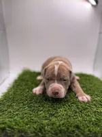 Female Bi Color , a female American Pit Bull Terrier for sale in Boise, ID – Photo 6 of 7